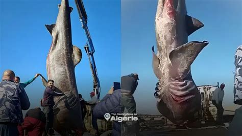 Un requin pèlerin géant capturé accidentellement。